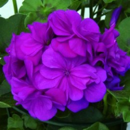 Royal® Blue